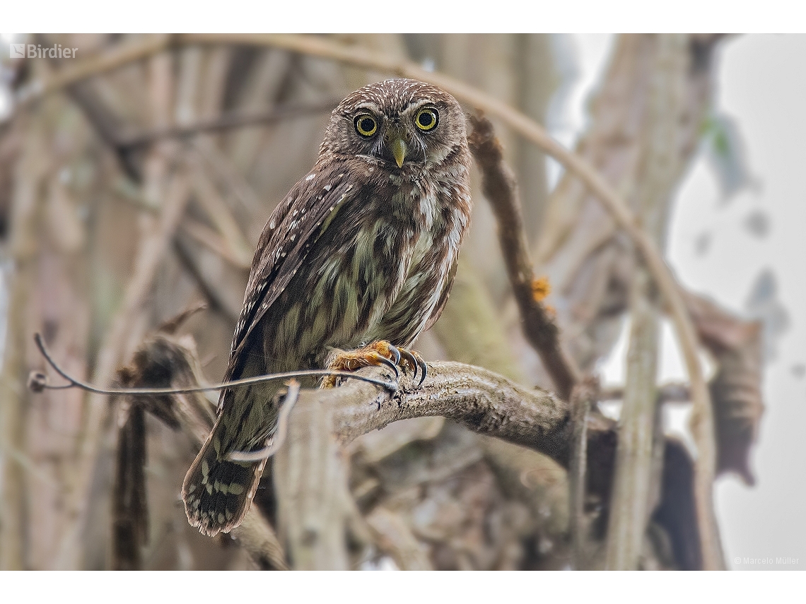 Glaucidium brasilianum