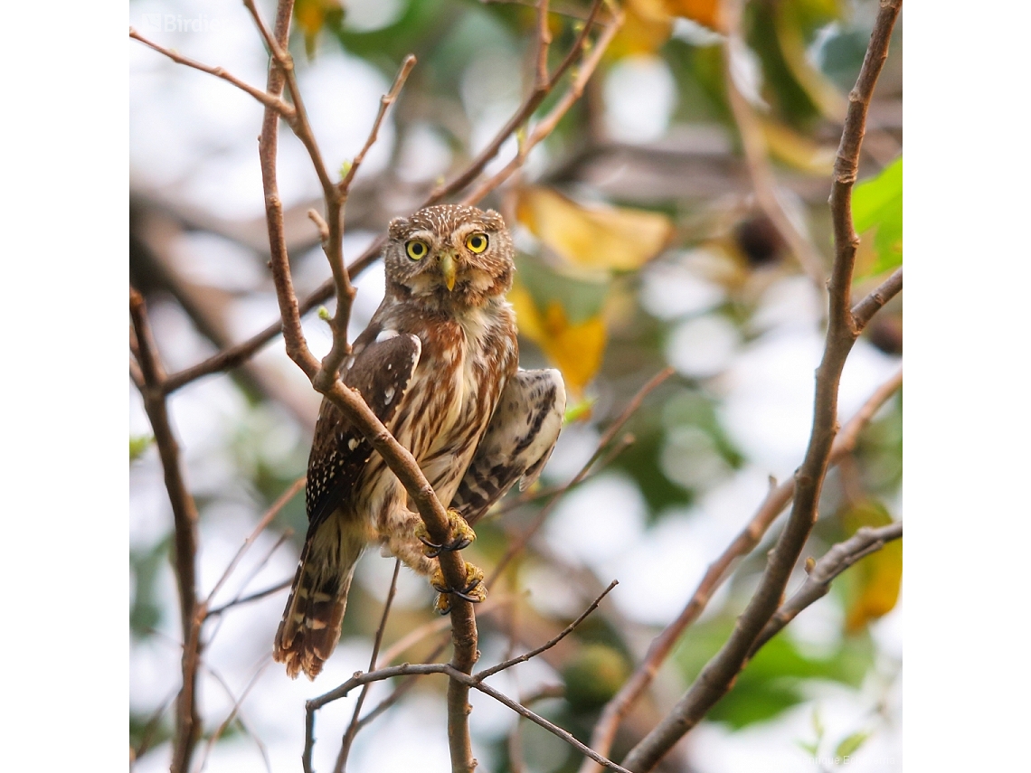 Glaucidium brasilianum