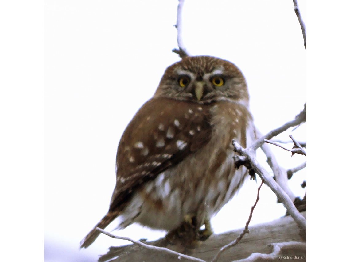 Glaucidium brasilianum