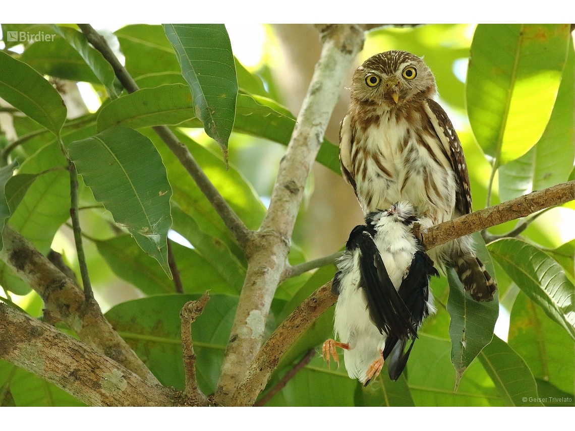 Glaucidium brasilianum