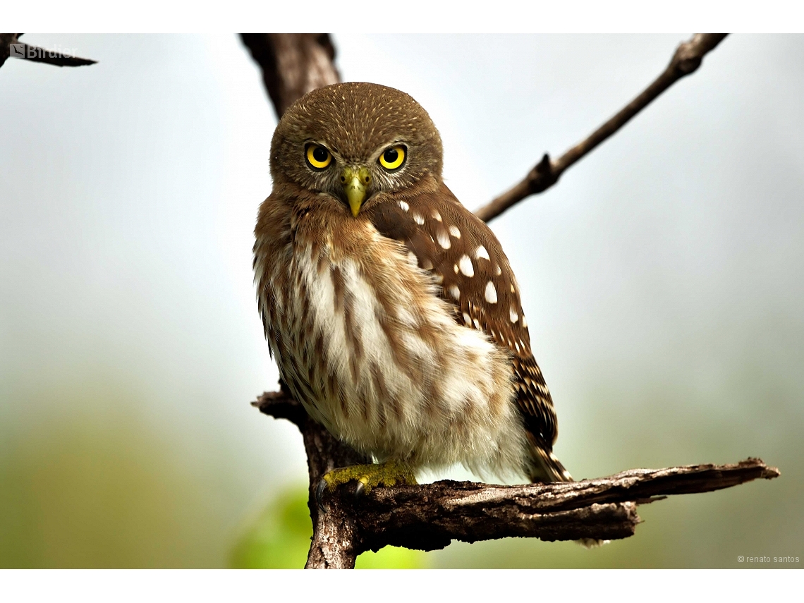 Glaucidium brasilianum