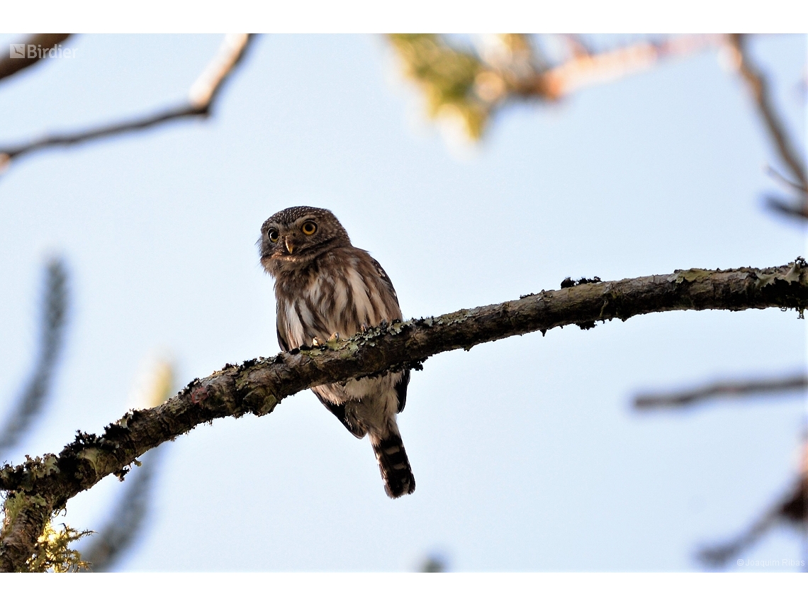 Glaucidium brasilianum