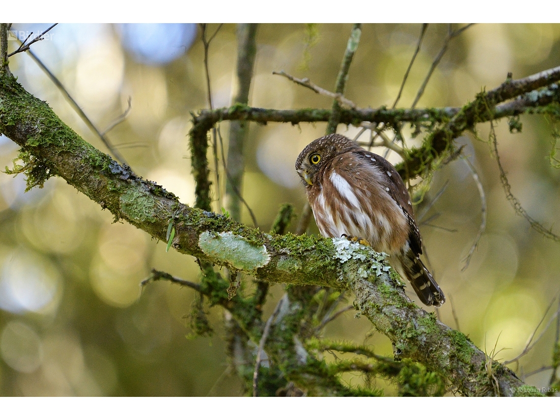 Glaucidium brasilianum
