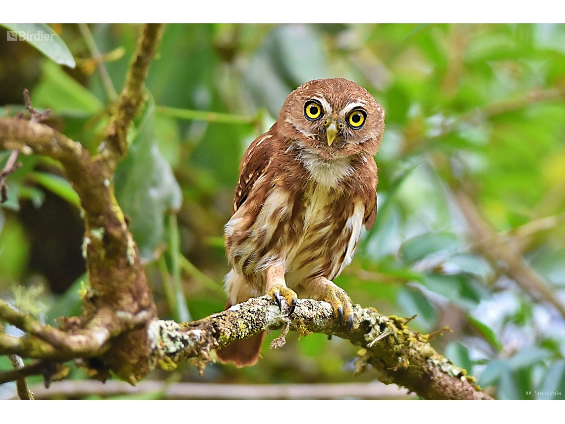 Glaucidium brasilianum