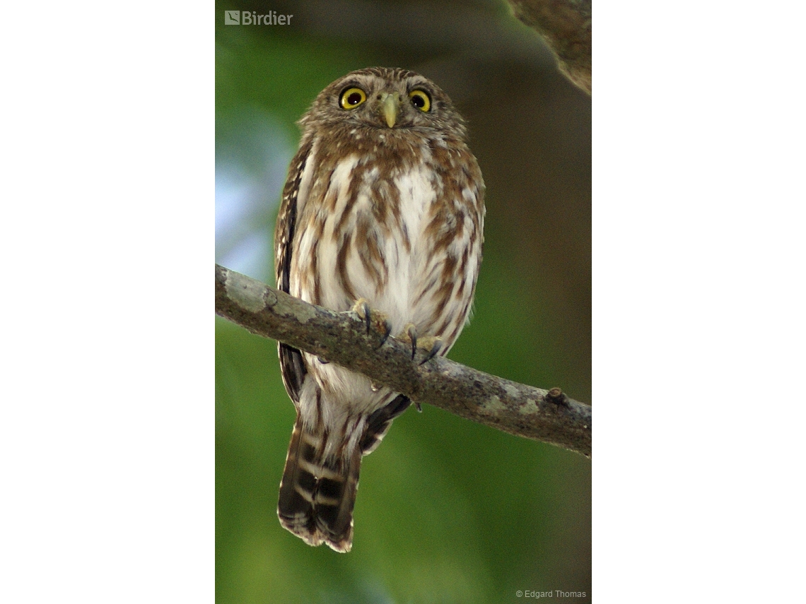 Glaucidium brasilianum