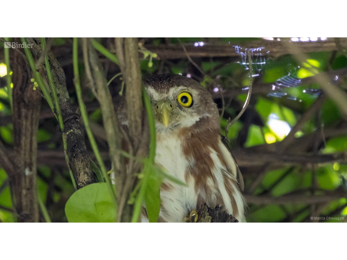 Glaucidium minutissimum