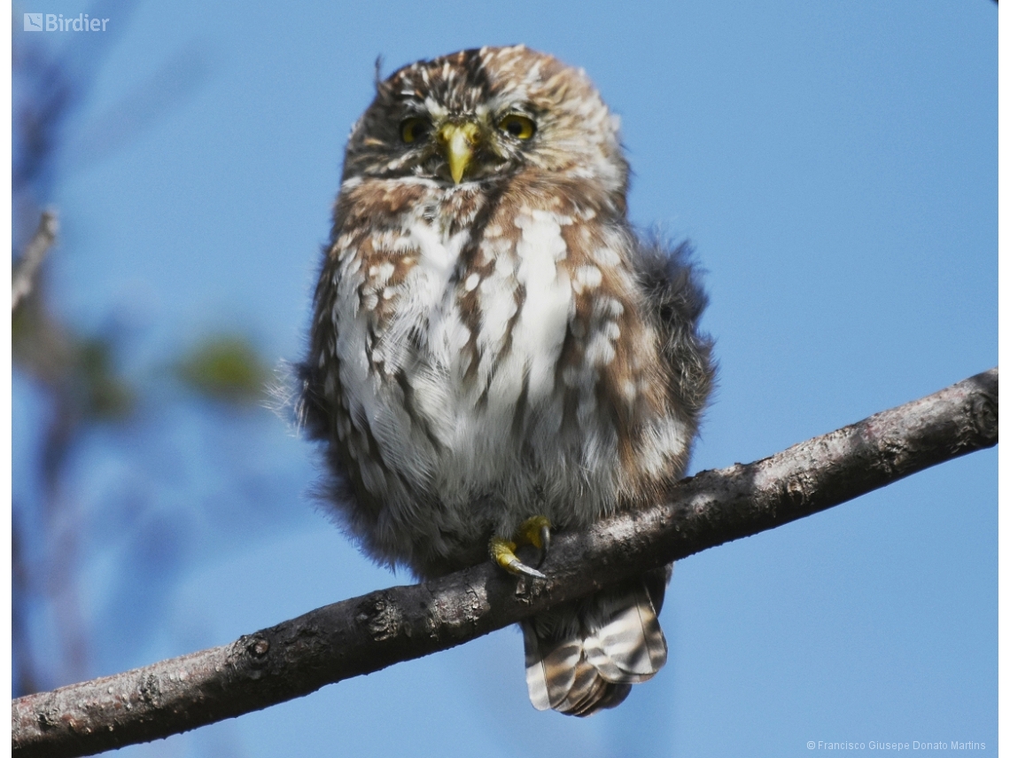 Glaucidium nana