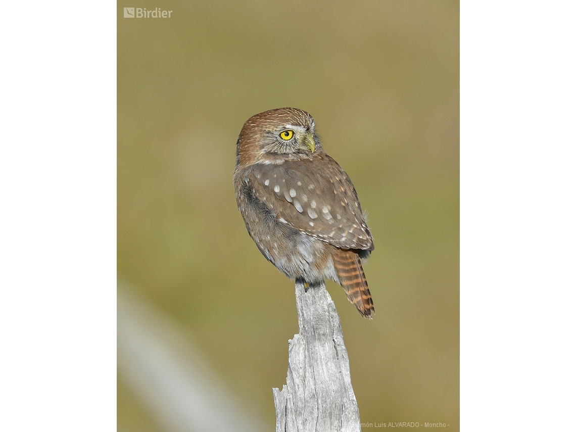 Glaucidium nana