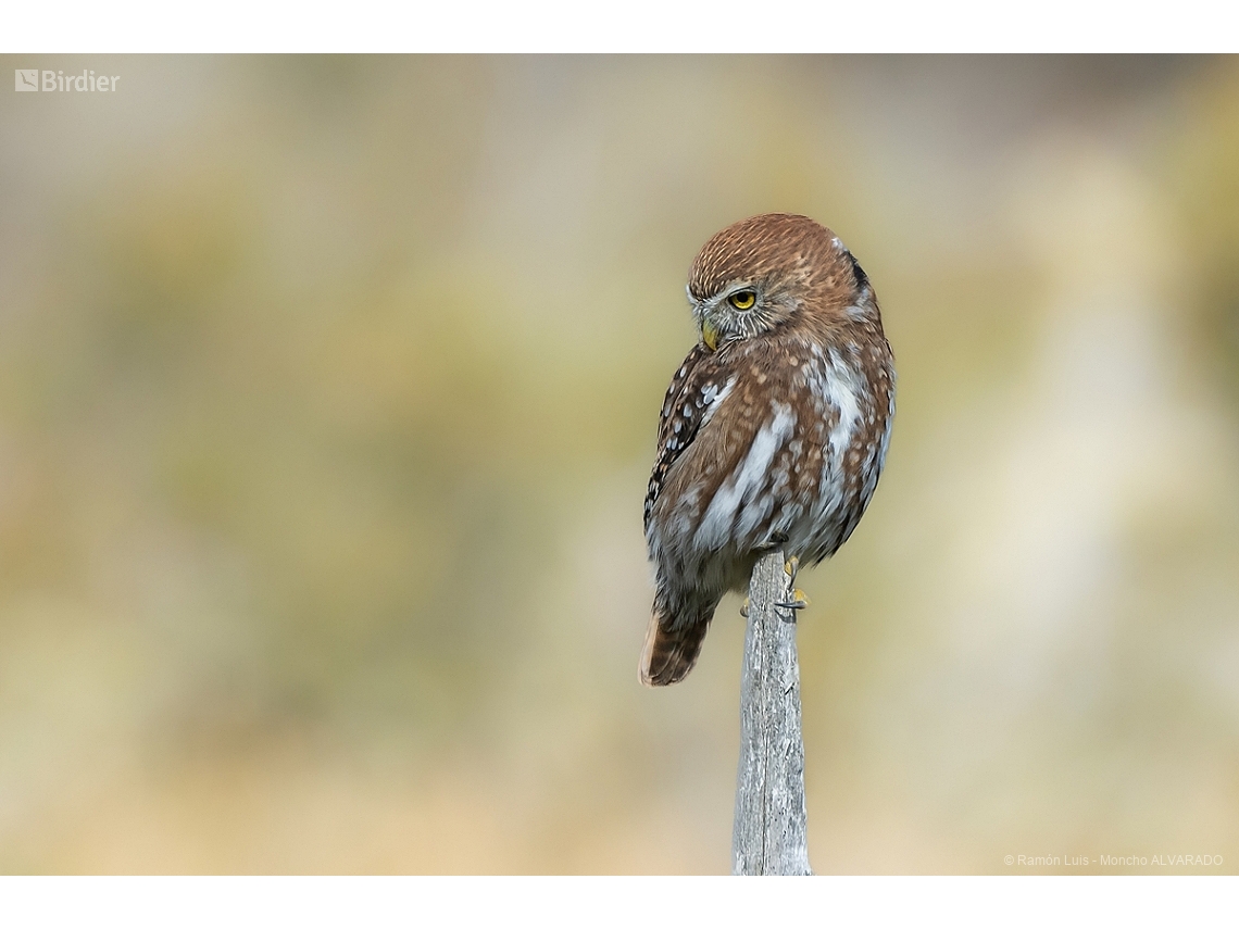 Glaucidium nana