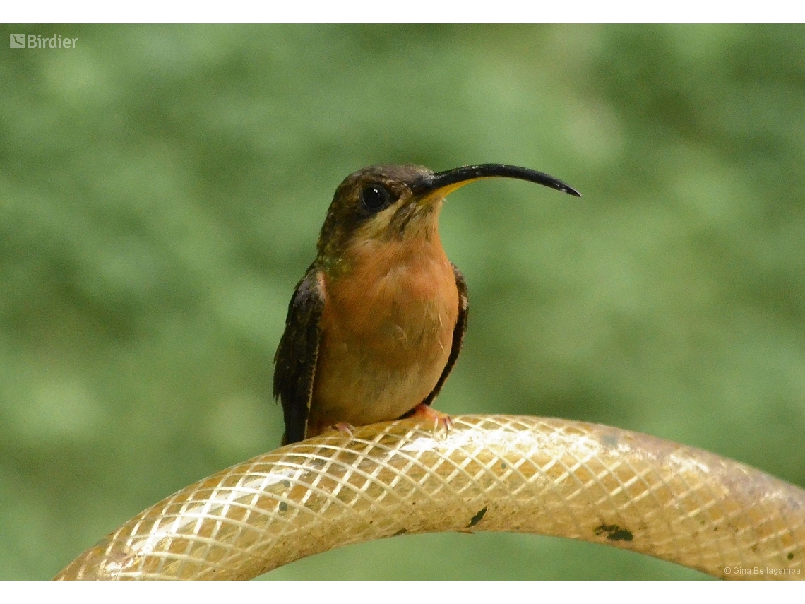 Glaucis hirsutus