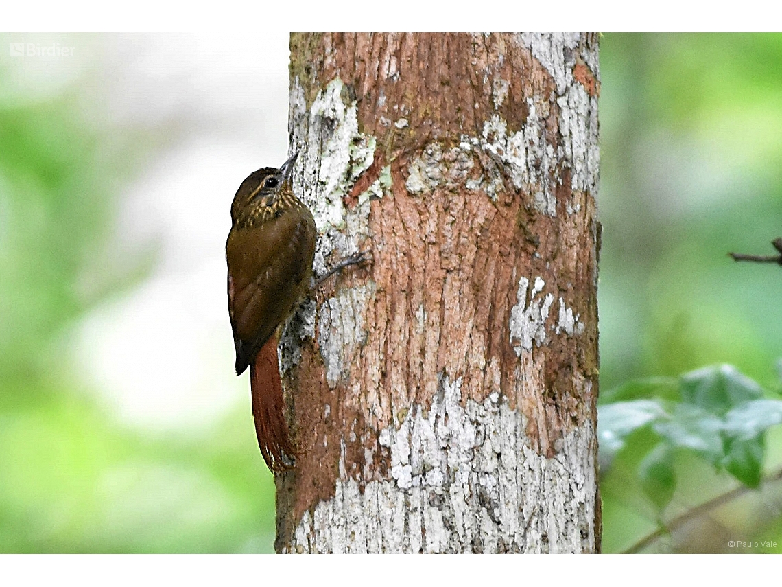 Glyphorynchus spirurus