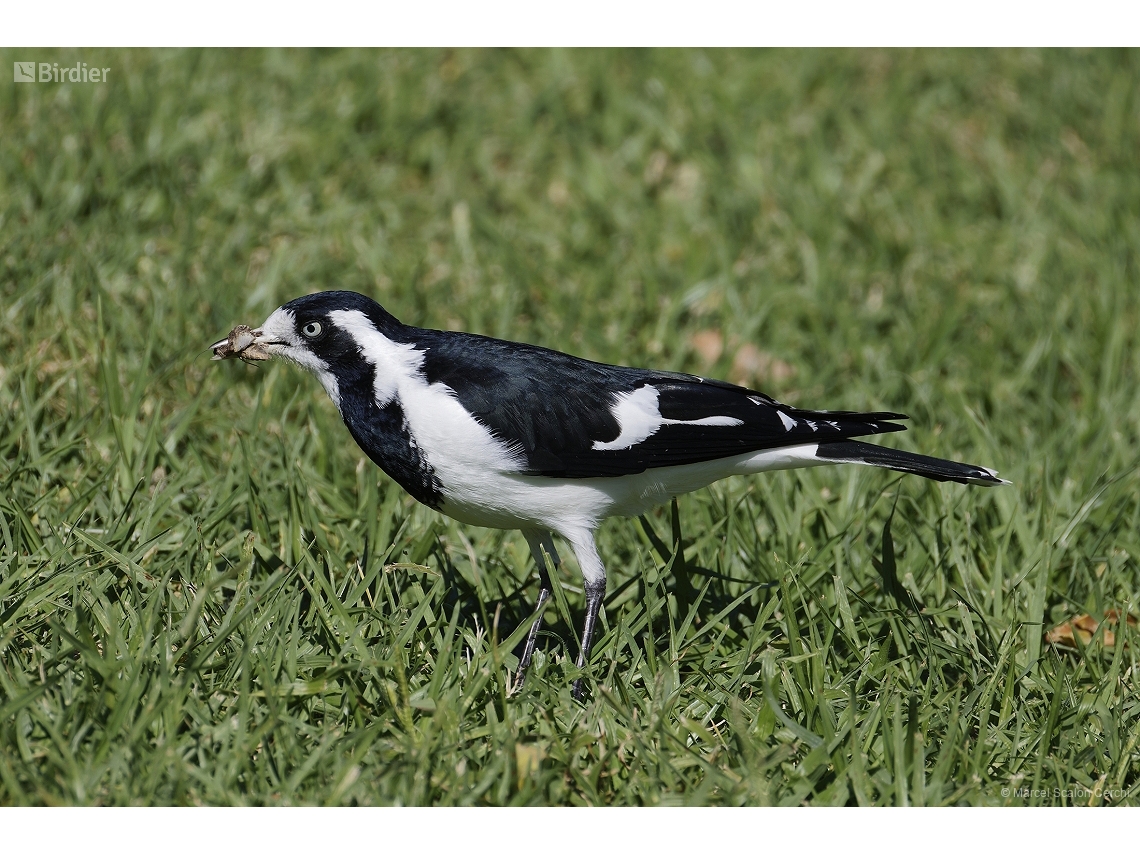 Grallina cyanoleuca