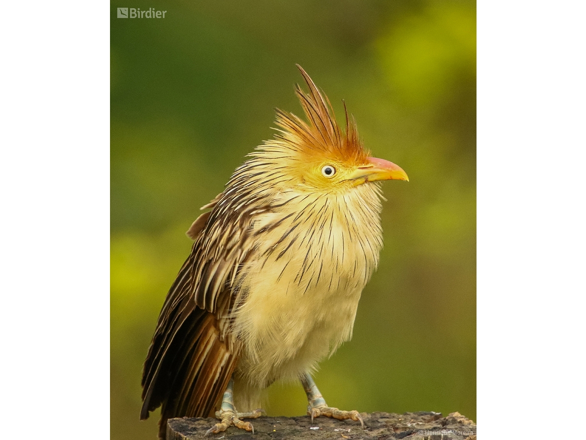 Guira guira