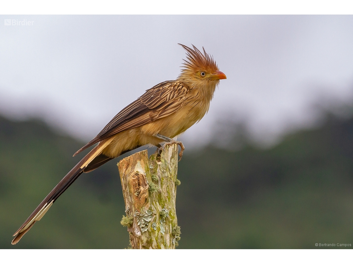 Guira guira