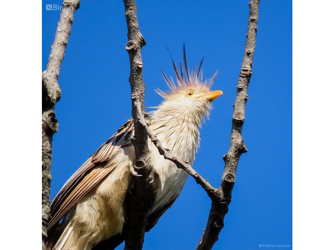 Guira guira