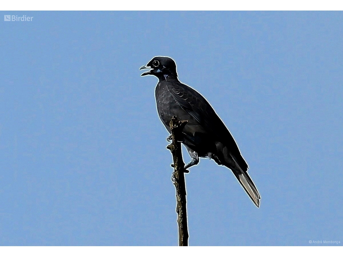Gymnoderus foetidus