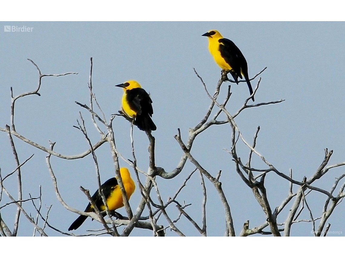 Gymnomystax mexicanus