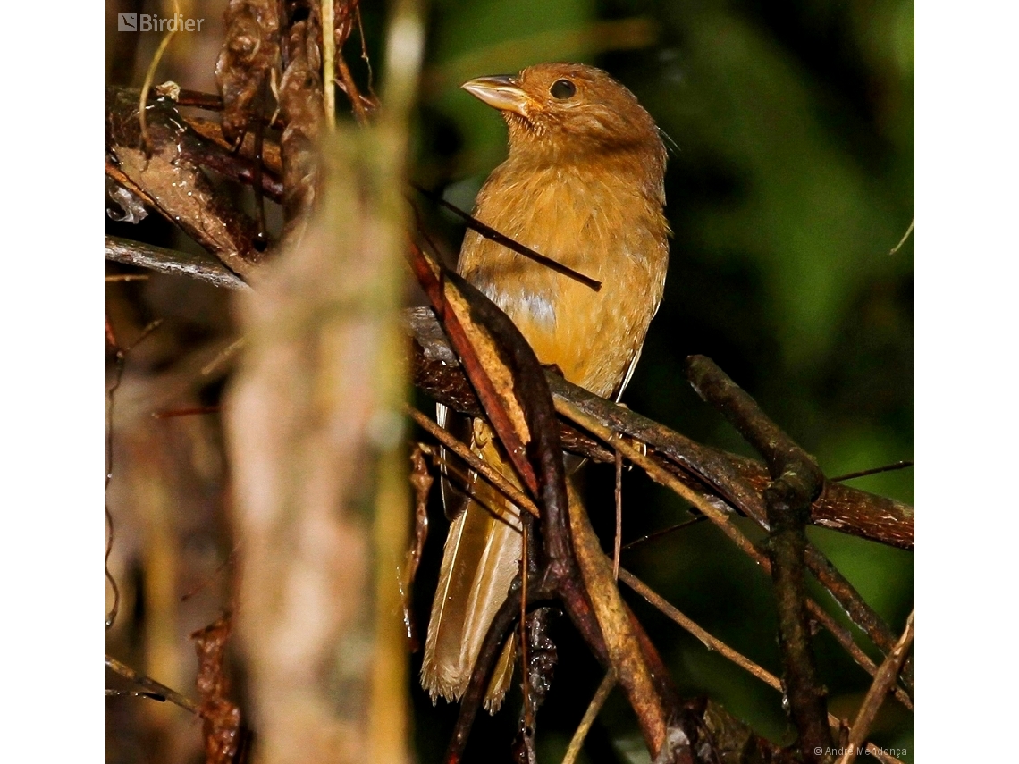 Habia rubica