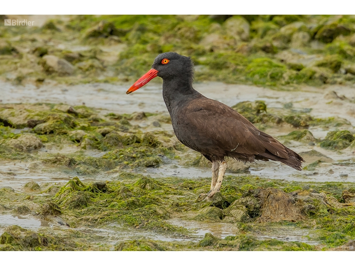 Haematopus ater