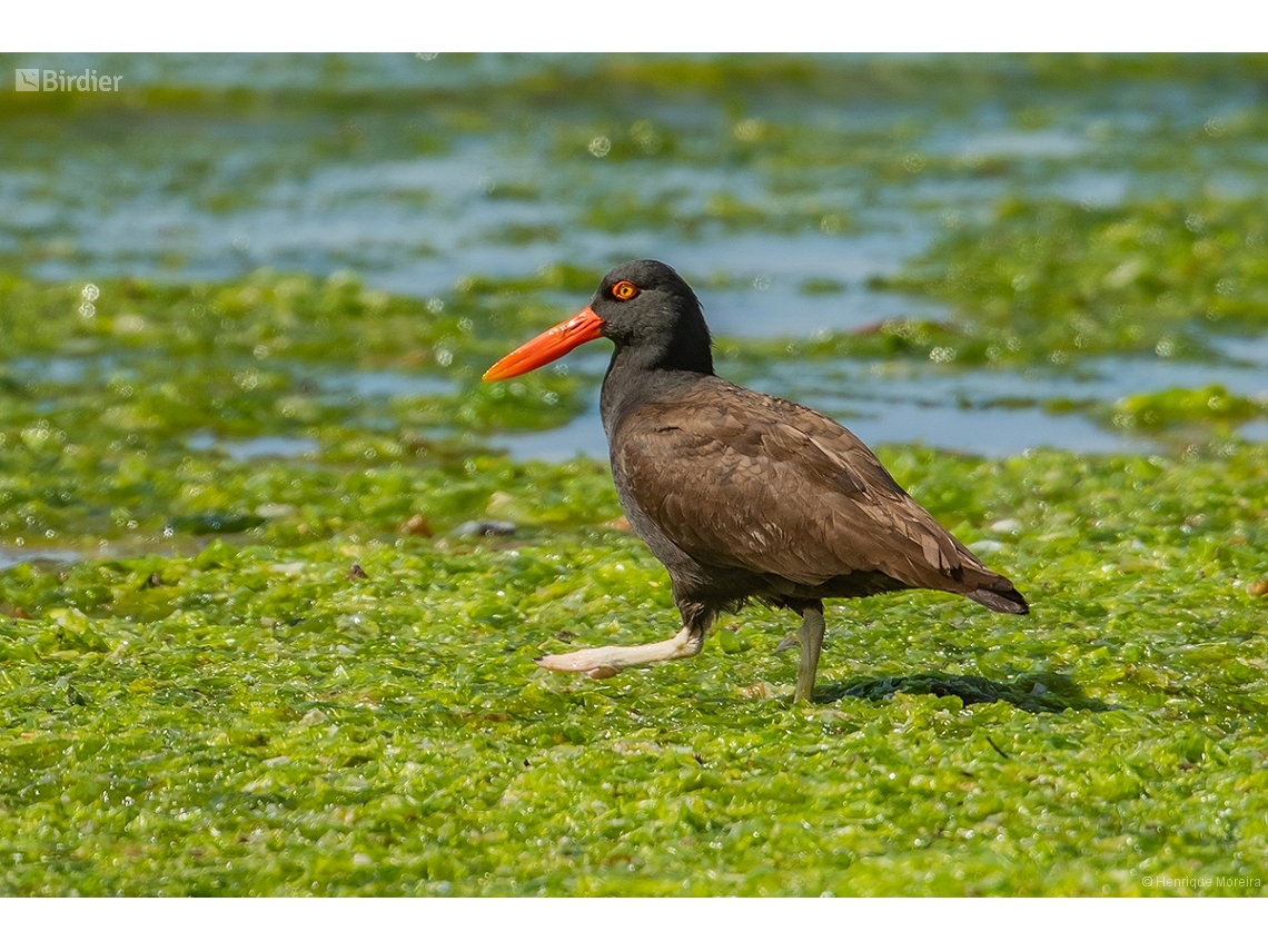 Haematopus ater