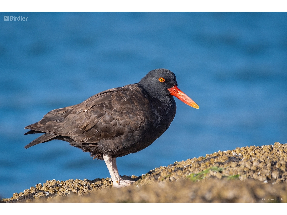 Haematopus ater