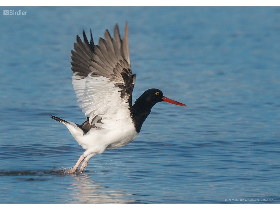 Haematopus leucopodus