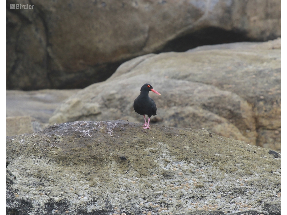 Haematopus moquini