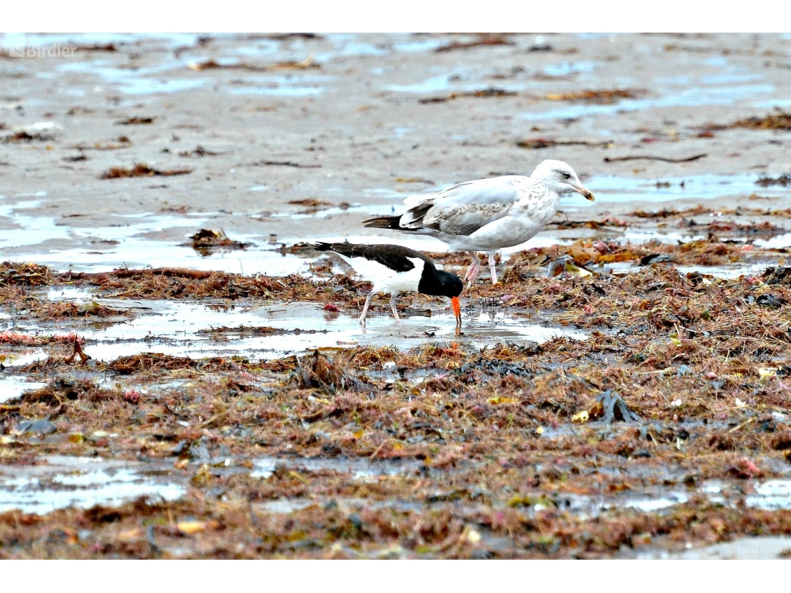 Haematopus ostralegus