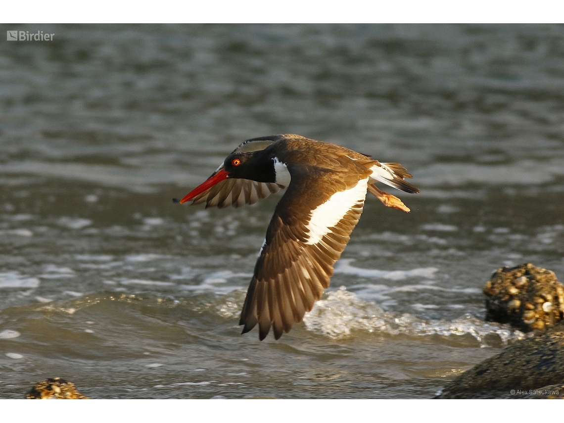 Haematopus palliatus