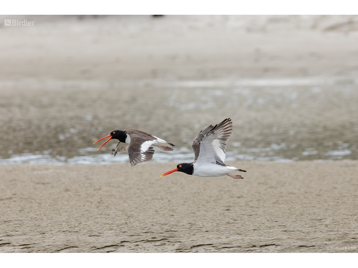 Haematopus palliatus