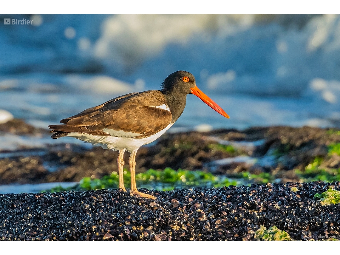 Haematopus palliatus