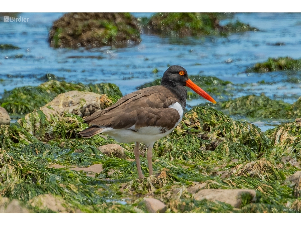 Haematopus palliatus