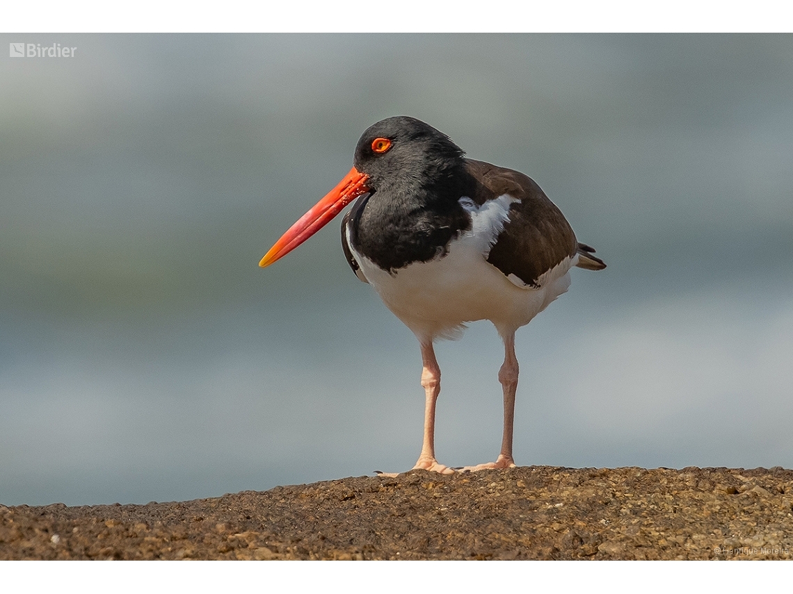 Haematopus palliatus