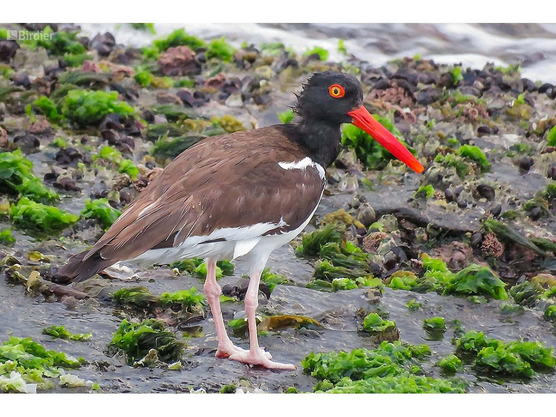 Haematopus palliatus