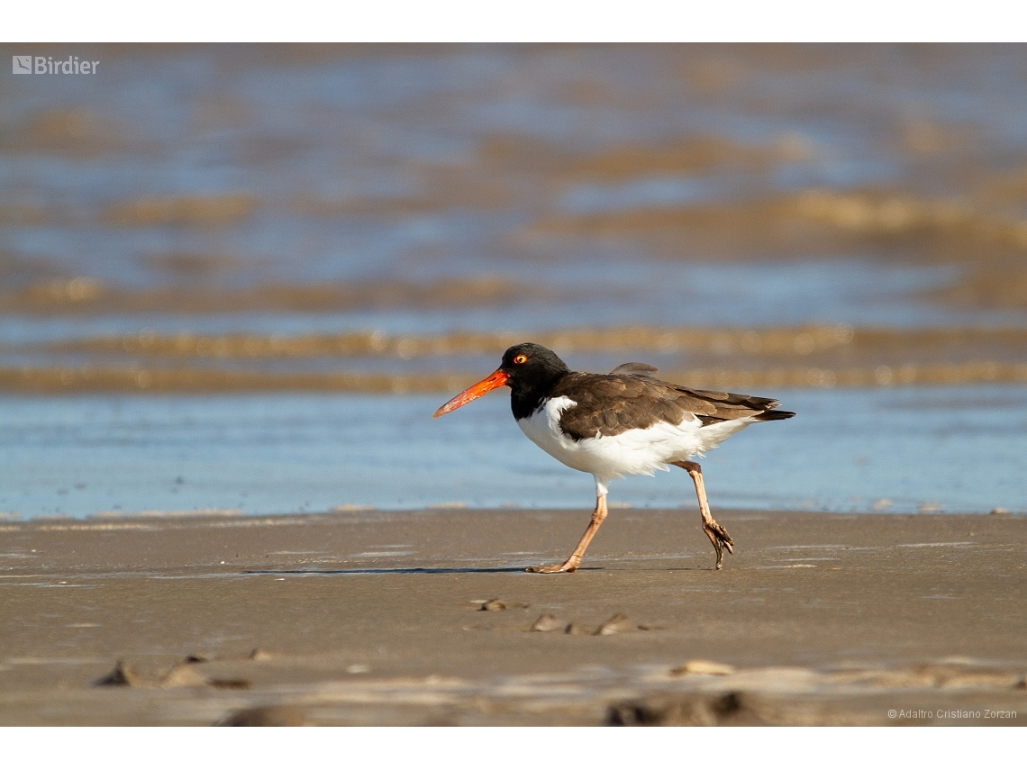 Haematopus palliatus