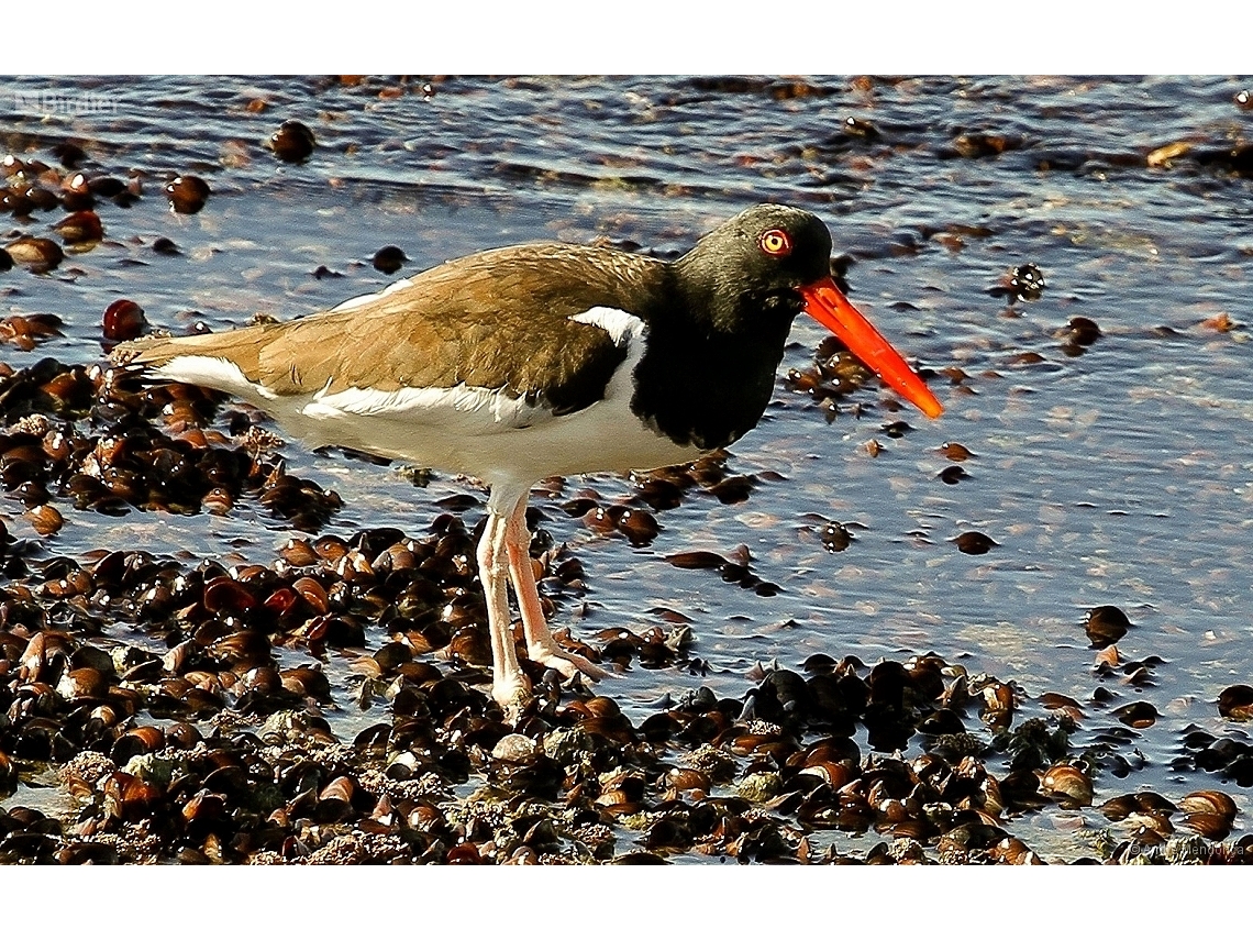 Haematopus palliatus