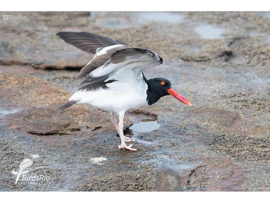 Haematopus palliatus