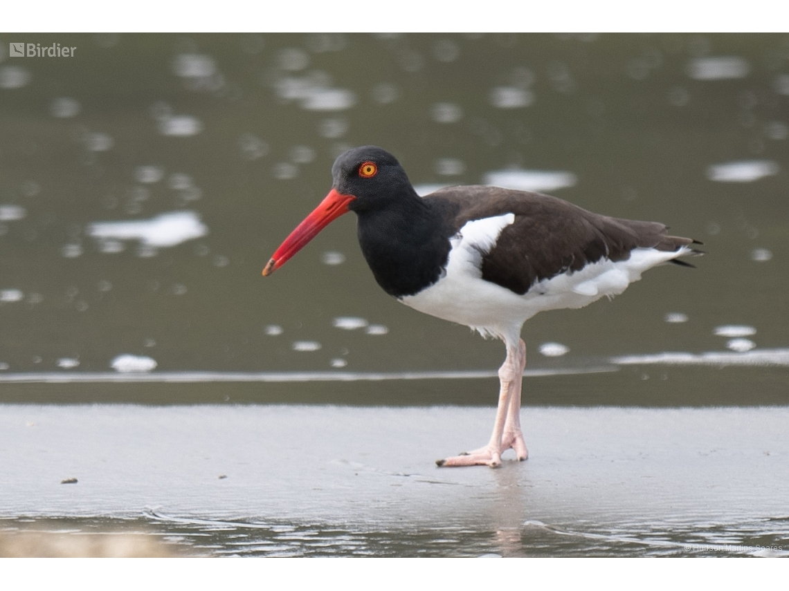 Haematopus palliatus