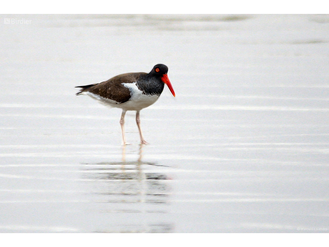 Haematopus palliatus