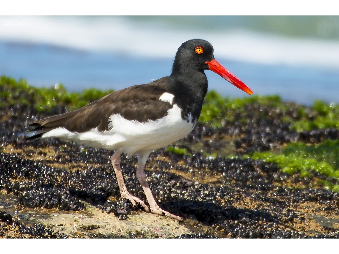 Haematopus palliatus