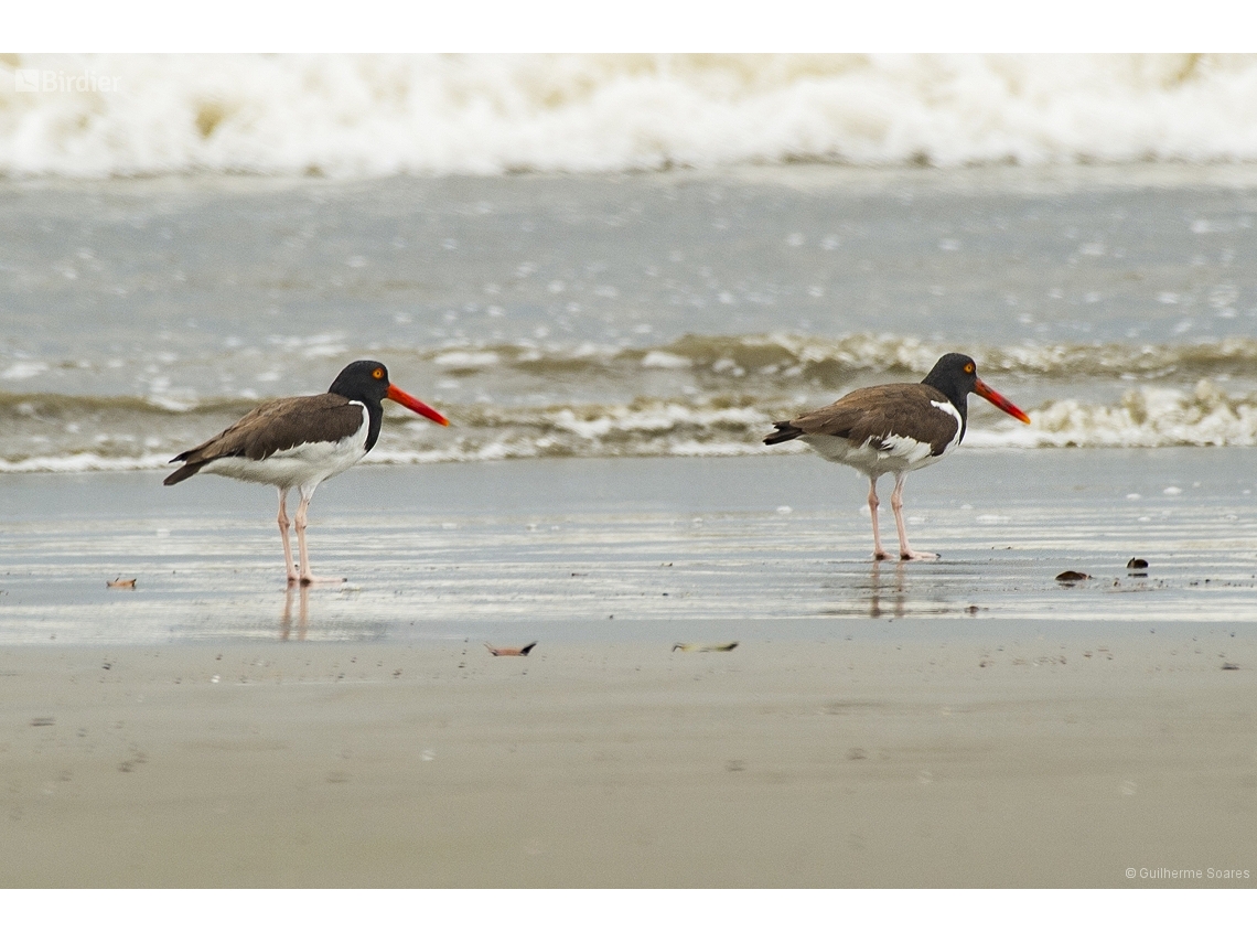 Haematopus palliatus