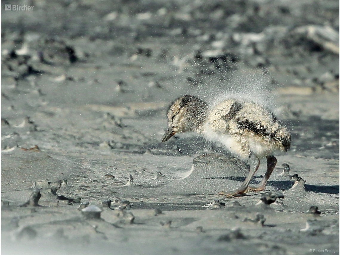 Haematopus palliatus