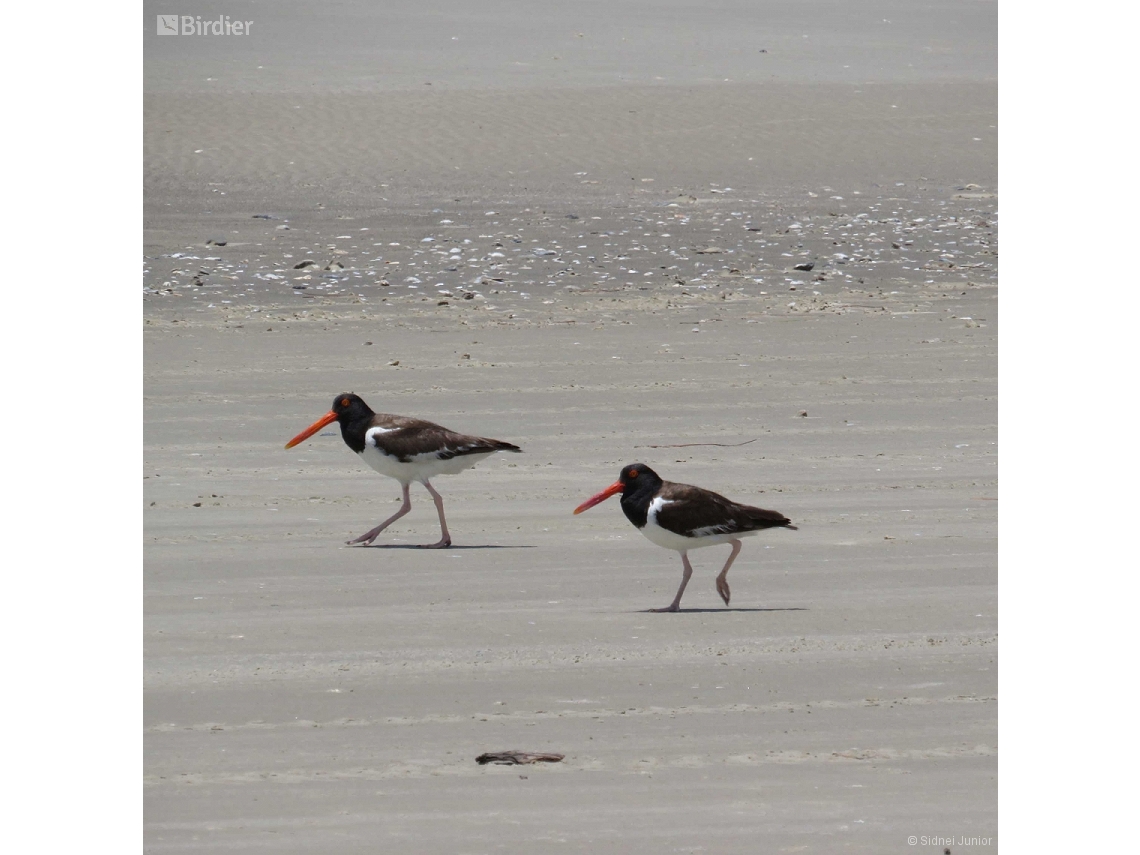 Haematopus palliatus