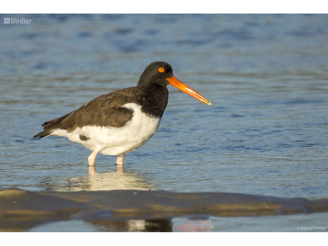 Haematopus palliatus
