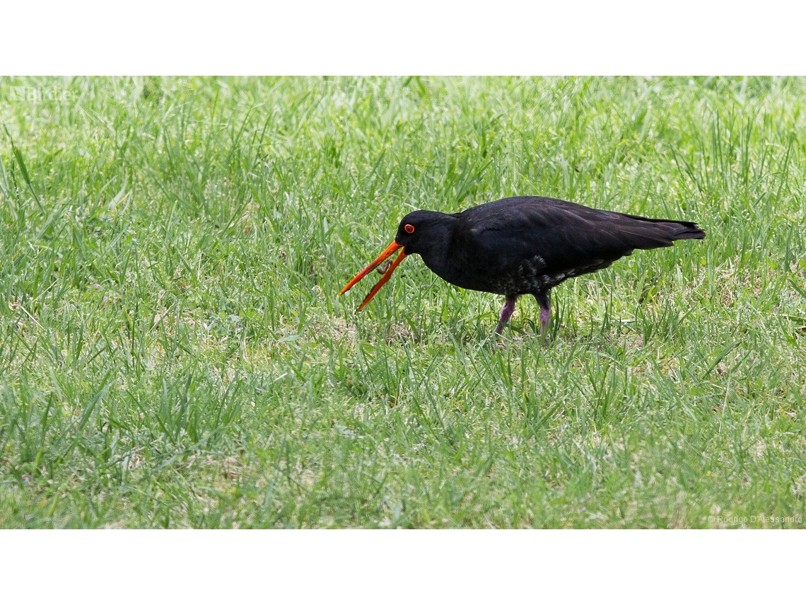 Haematopus unicolor