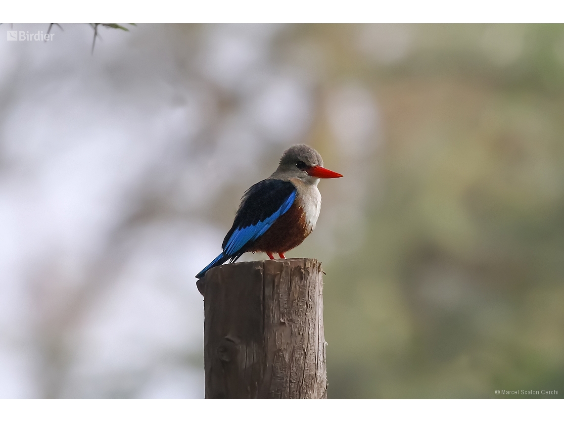 Halcyon leucocephala