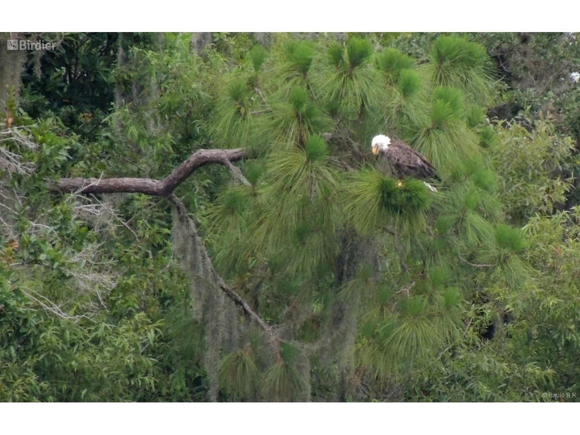 Haliaeetus leucocephalus