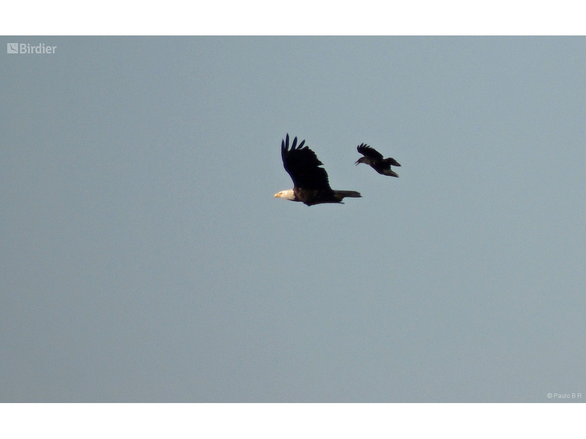 Haliaeetus leucocephalus