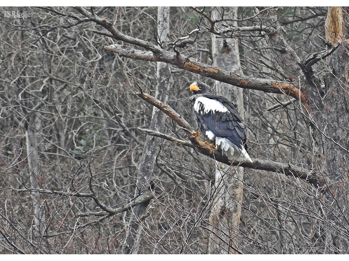 Haliaeetus pelagicus