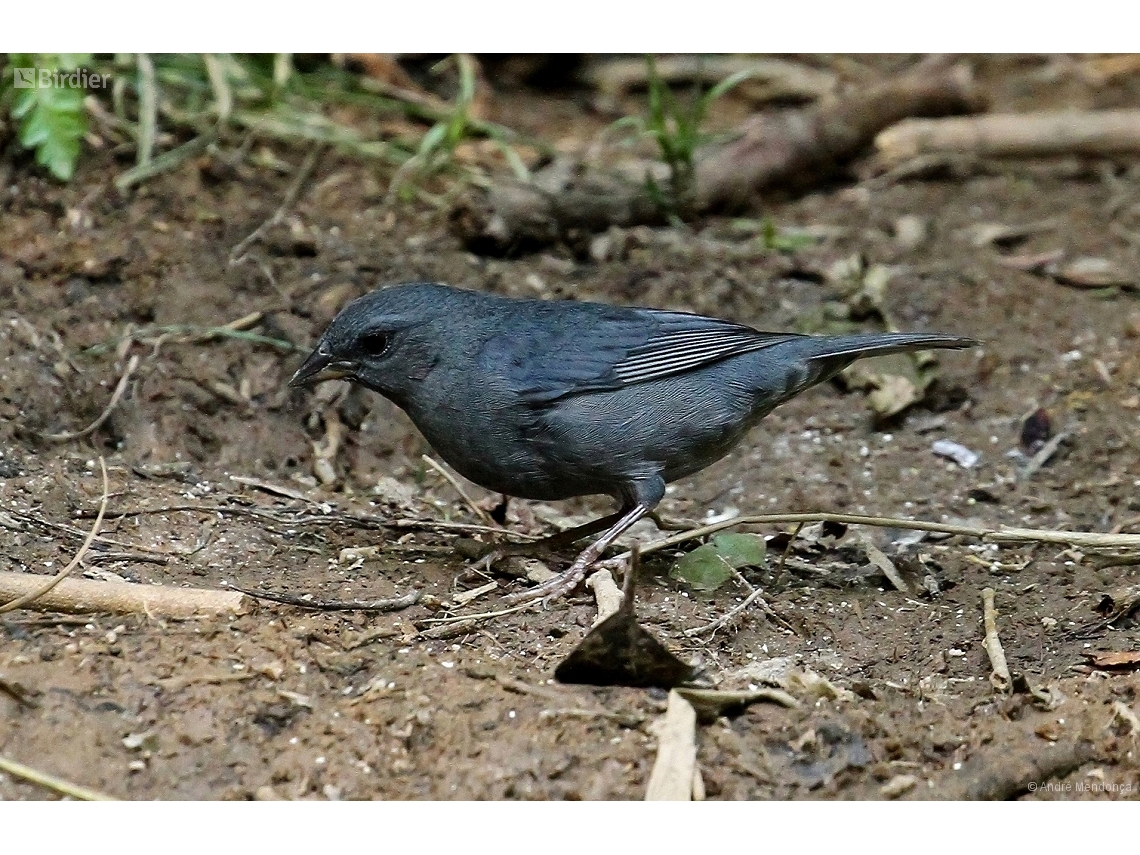 Haplospiza unicolor